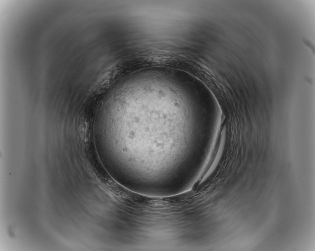 X0000096950750200802151237