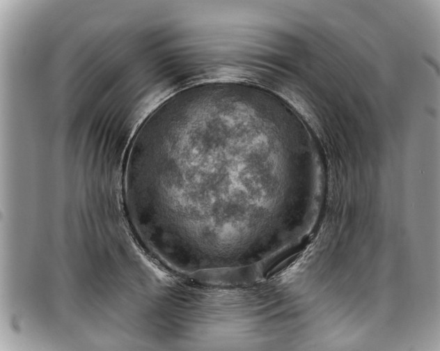 X0000096950850200802151236