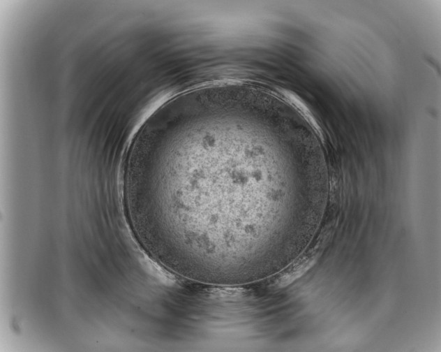 X0000096950859200802151236