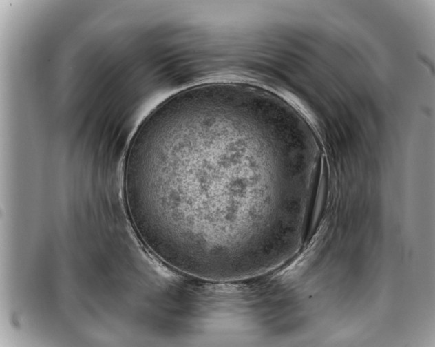 X0000096950862200802151236