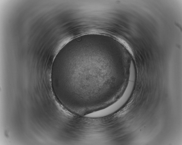 X0000096950954200802151234