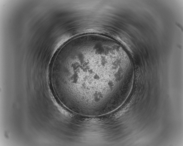 X0000096950991200802151233