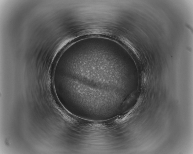 X0000096951024200802151232