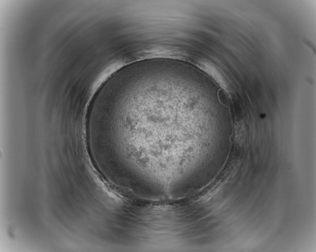 X0000096951043200802151233