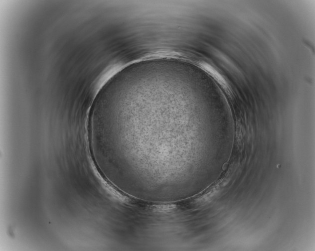 X0000096951055200802151233