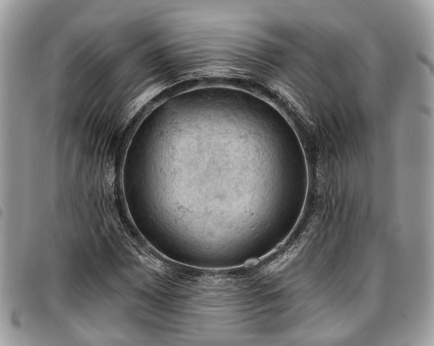 X0000096951065200802151232