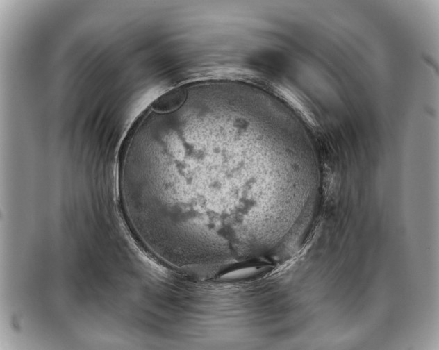 X0000096951079200802151232