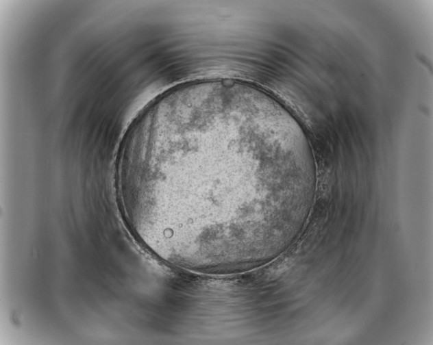 X0000096951086200802151232