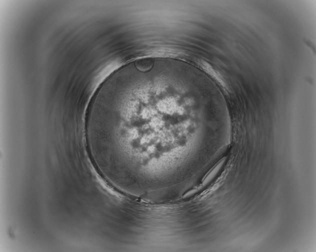 X0000096951087200802151232