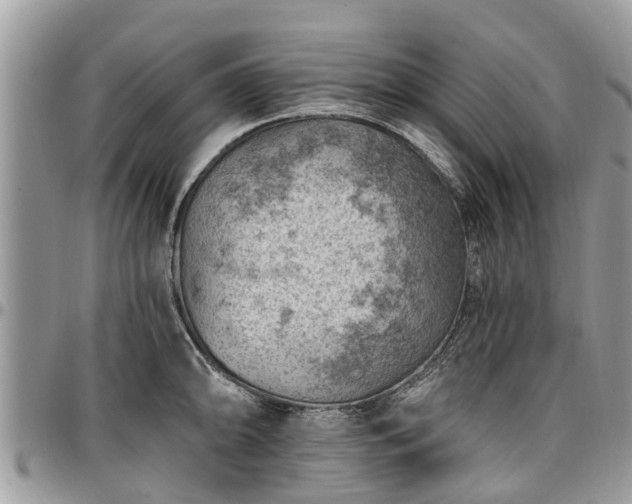 X0000096951094200802151231