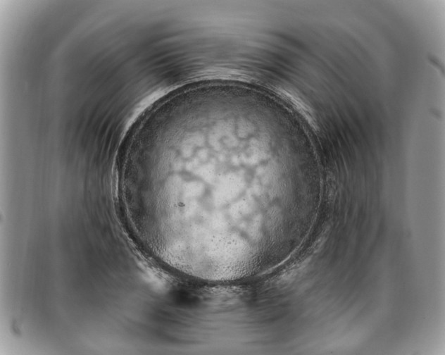 X0000096951125200802151231