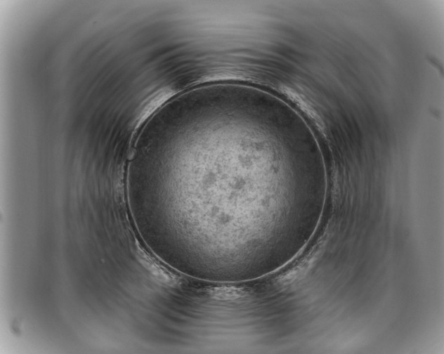 X0000096951137200802151231