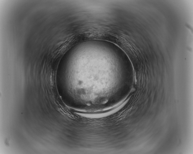 X0000096951250200802151229