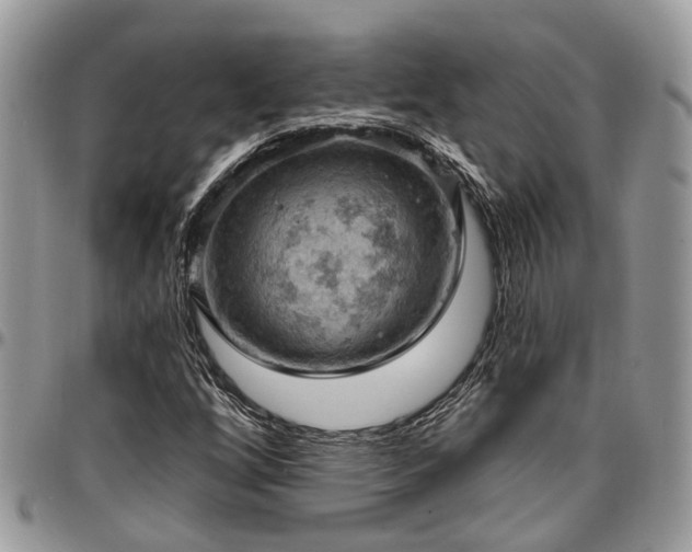X0000096951256200802151229