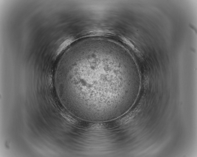X0000096951259200802151229
