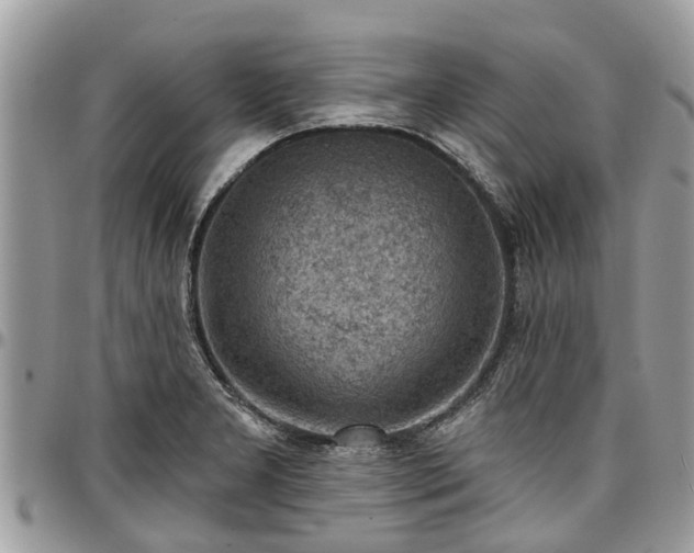 X0000096951277200802151229