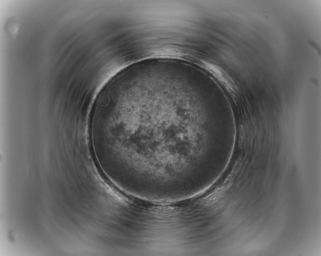 X0000096951331200802151228