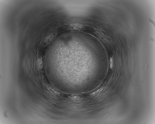 X0000096951395200802151226