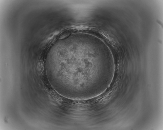 X0000096951398200802151226