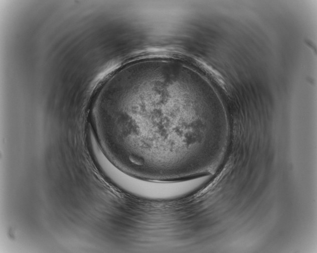 X0000096951411200802151226