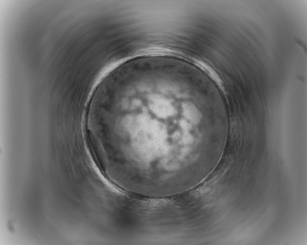 X0000096951429200802151227