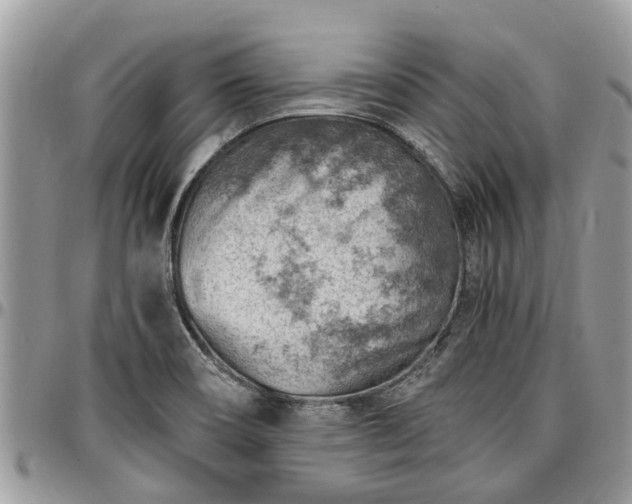 X0000096951466200802151226