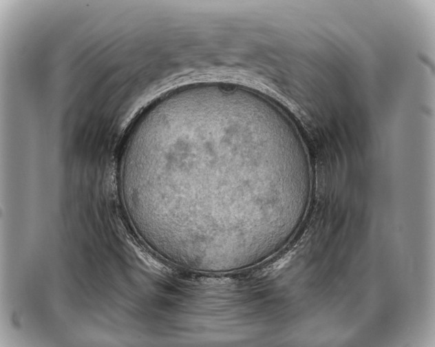 X0000096951498200802151225