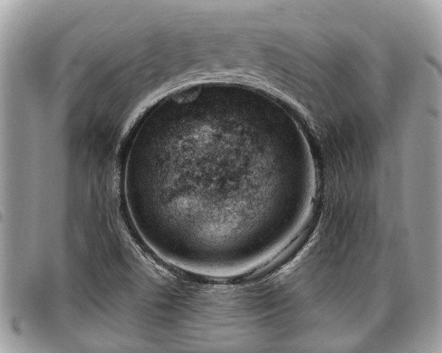 X0000096951506200802151225