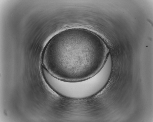 X0000096951518200802151225