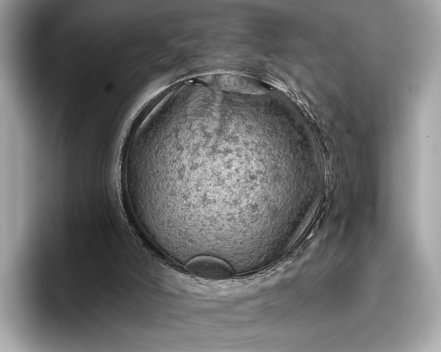 X0000096950006200802221331