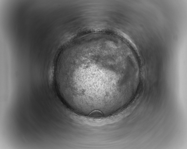 X0000096950018200802221331