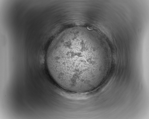 X0000096950032200802221331