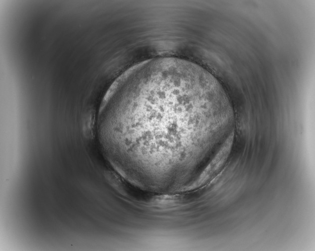 X0000096950082200802221331