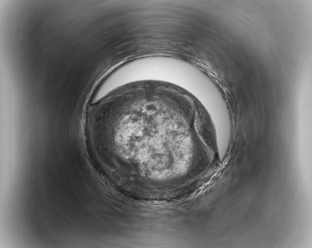 X0000096950146200802221329