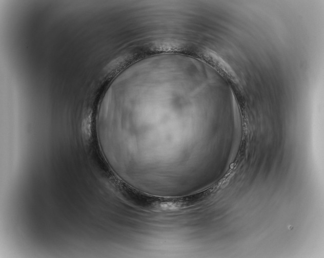 X0000096950163200802221329