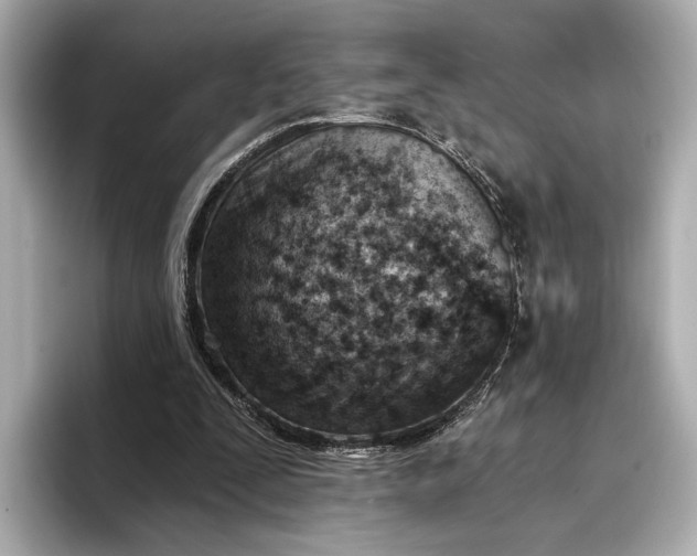 X0000096950295200802221327
