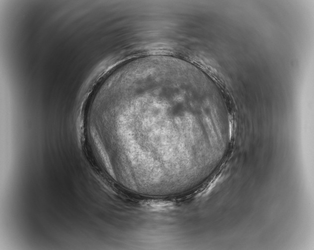 X0000096950339200802221326