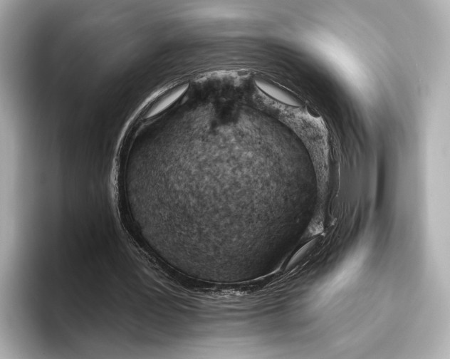 X0000096950387200802221326