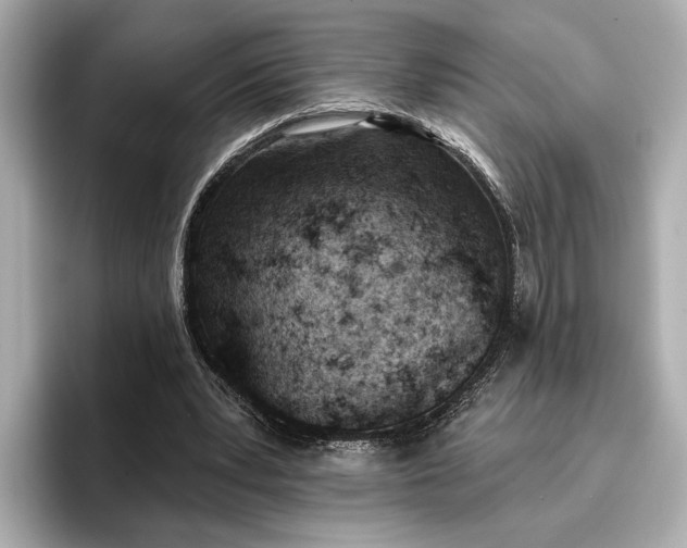 X0000096950391200802221326