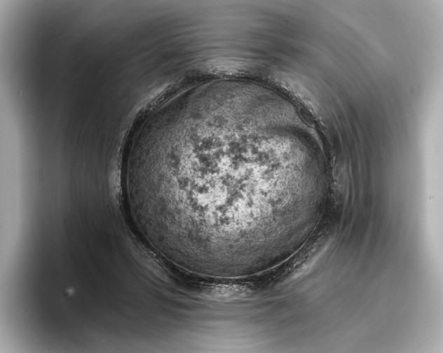 X0000096950399200802221326