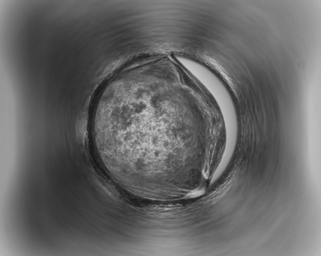 X0000096950443200802221325