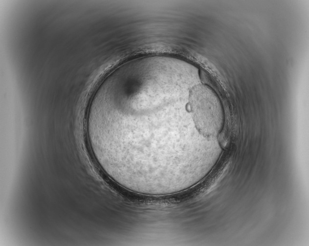X0000096950625200802221323