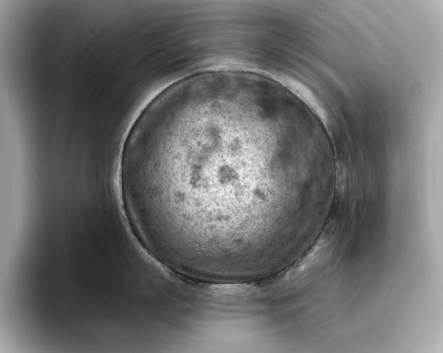 X0000096950863200802221321