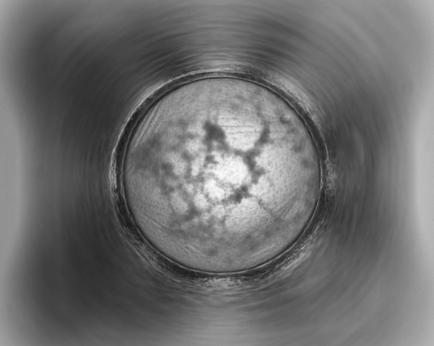 X0000096950883200802221320
