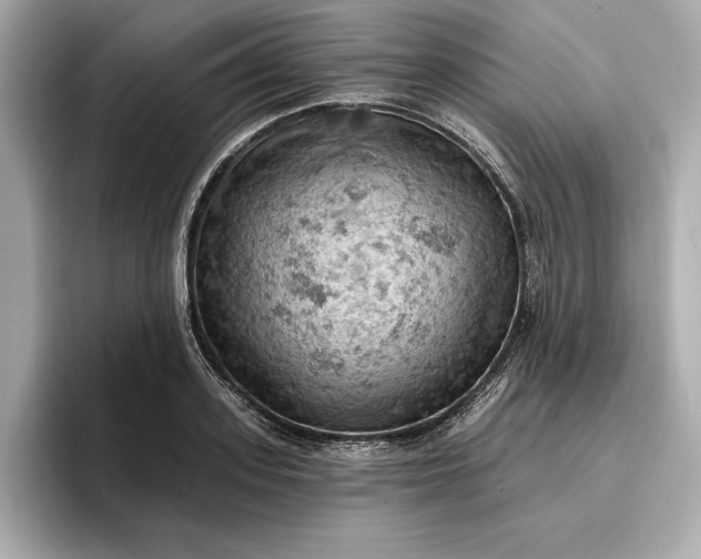 X0000096950939200802221319
