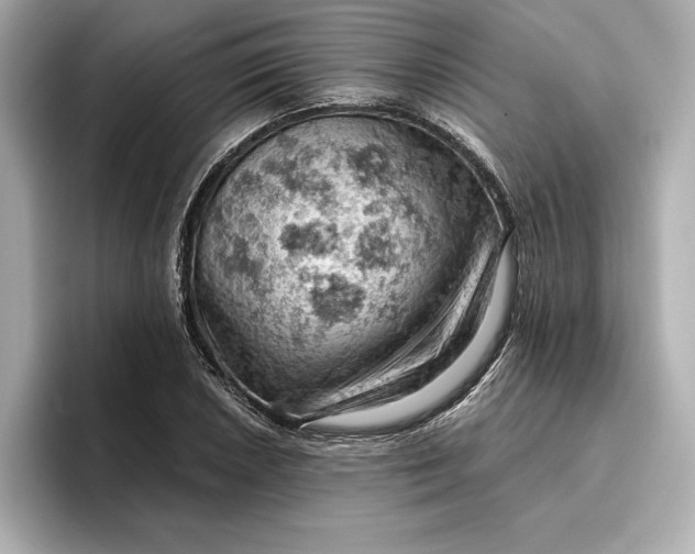 X0000096951026200802221318