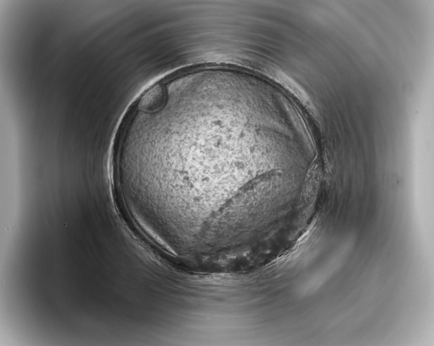 X0000096951028200802221318