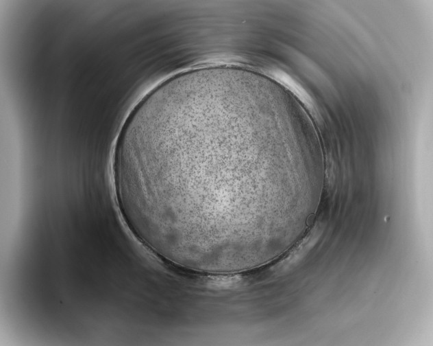 X0000096951055200802221318