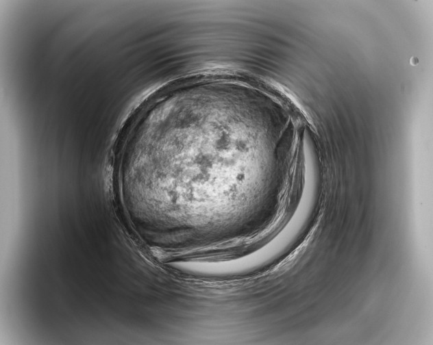 X0000096951066200802221317