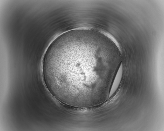 X0000096951099200802221317